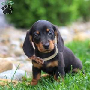 Bryce, Dachshund Puppy